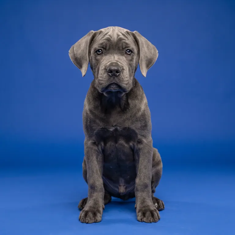 Filhote de Cane Corso em retrato de estúdio com fundo azul sólido